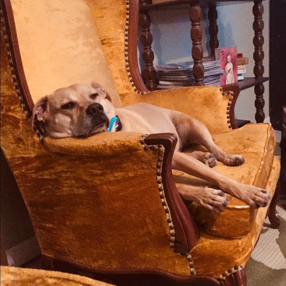 Animal Friendly Home - Picture 7 of 16